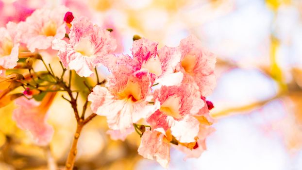 Selective focus soft light Beautiful Pink Trumpet flower or Tabebuia heterophylla
