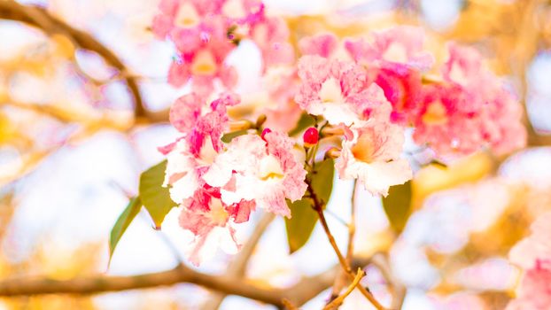 selective focus of pink flowers in bloom. Best spring Background