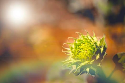 Soft focus of vibrant sunflower bud soft light bright in morning