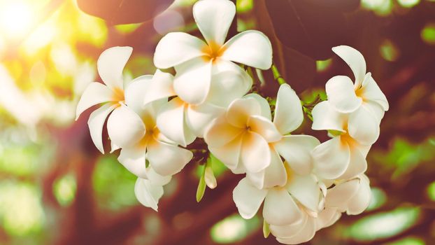Soft focus Tropical flowers frangipani (Plumeria) . Beautiful white Plumeria rubra flower in summer sunlight