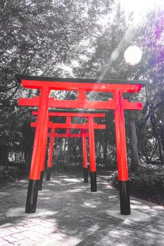 Wooden Japanese gate (Tori Gate) at green forest Japanese culture religion.