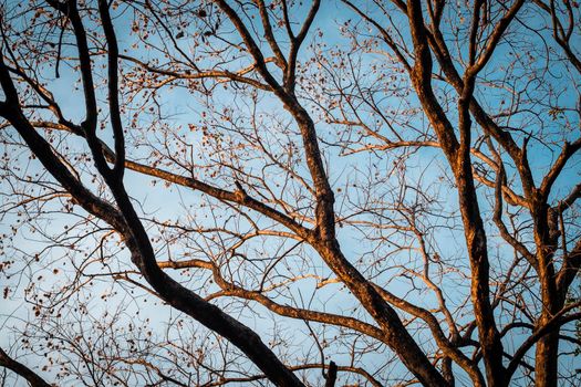 Tree Branch on blue Winter Sky. abstract winter season weather background.