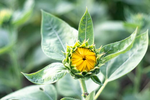 Close up yong sunflower bud