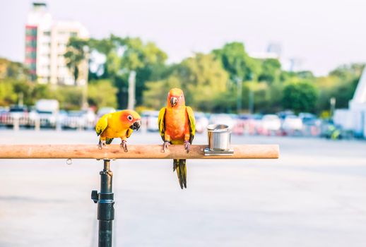 Sun conure parrot birds on wooden bar with blurred giant wheel on background