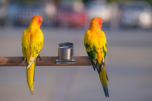 Sun conure parrot birds on wood beautiful color feather pet animal