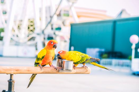 Sun conure parrot birds on wooden bar with blurred giant wheel on background