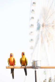 Sun conure parrot birds on wooden bar with blurred giant wheel on background