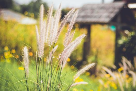 grasses blowing in wind on  motion blur yellow field  background .farmland background for holiday