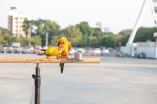 Sun conure parrot birds on wooden bar with blurred giant wheel on background