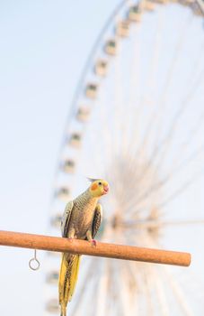 Selective focus Cockatiel  Nymphicus hollandicus beautiful adorable bird on wooden stand.