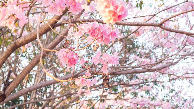 Selective focus soft light Beautiful Pink Trumpet flower or Tabebuia heterophylla