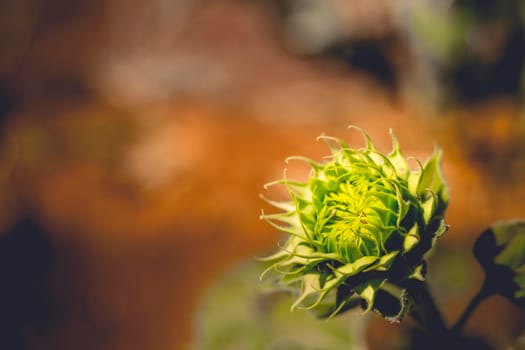 Soft focus of vibrant sunflower bud soft light bright in morning