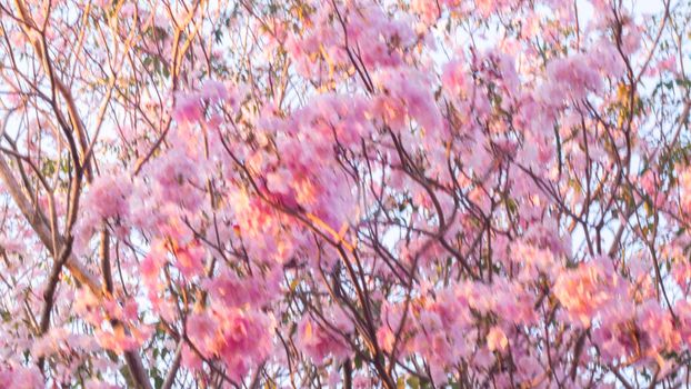 selective focus of pink flowers in bloom. Best spring Background