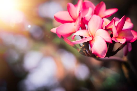 Sunlight of summer shine through Pink Hawaiian plumeria hybrid, frangipani blooms