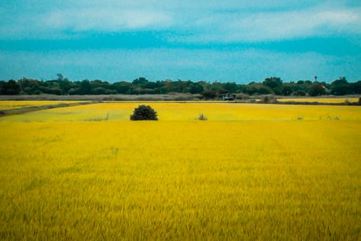 the vast field of golden plants . Summer Landscape Yellow Field Meadow And Blue Sky