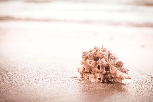 hermit crab Shell On Golden Beach abstract vacation travel adventure time.