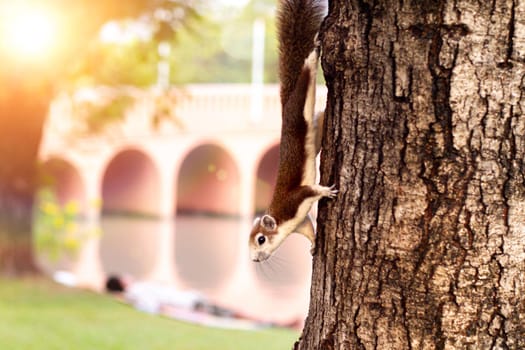 A Beautiful Squirrel on tree in Morning Sunlight at Chatuchak Park