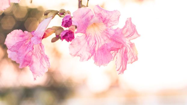 selective focus of pink flowers in bloom. Best spring Background