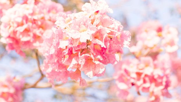 selective focus of pink flowers in bloom. Best spring Background