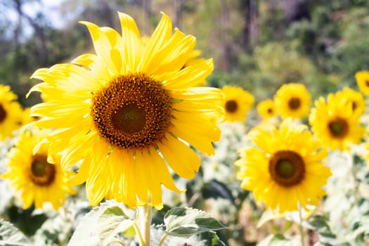 close up view of sunflower flowers in the field . Bright sunflower in sunset light, close-up, selective focus