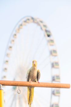 Selective focus Cockatiel  Nymphicus hollandicus beautiful adorable bird on wooden stand.