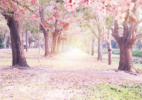 Tunnel Pink Flowers Tabebuia Rosea Blossom .Tabebuia rosea" trees in blossom in Nakhon Pathom Thailand
