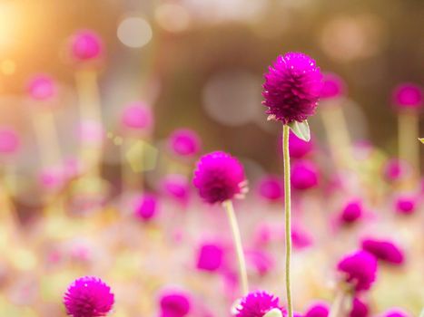 Vintage background little flowers, nature beautiful, toning design spring nature, sun plants .Purple color. Field of summer