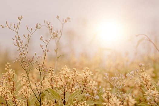wild Grass flower ,close up soft focus a little wild flowers grass in sunrise and sunset background warm vintage tone.