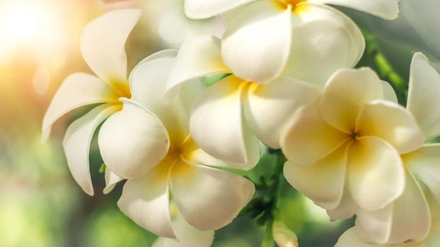 Soft focus Tropical flowers frangipani (Plumeria) . Beautiful white Plumeria rubra flower in summer sunlight