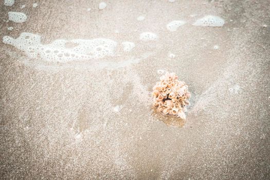 hermit crab Shell On Golden Beach abstract vacation travel adventure time.