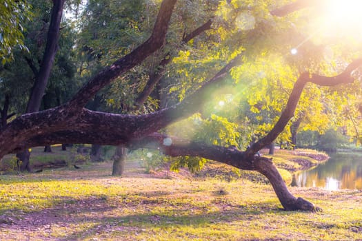 forest in morning. Sun rays shine through branches of trees. tree in morning light at forest. Sunlight rays shine through branches of trees. Morning mood