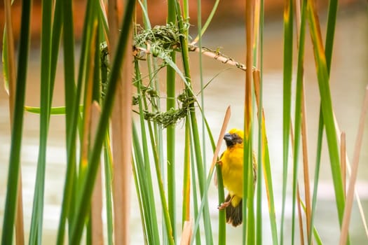 Asian Golden Weaver perching on grass stem in paddy field. Ploceus hypoxanthus bird in tropical forest