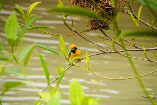 Asian Golden Weaver perching on grass stem in paddy field. Ploceus hypoxanthus bird in tropical forest