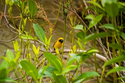 Asian Golden Weaver perching on grass stem in paddy field. Ploceus hypoxanthus bird in tropical forest