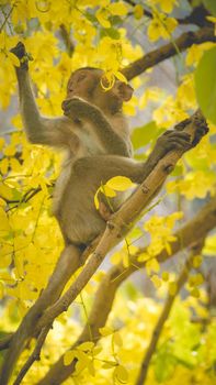 Portrait baby macaque on a Cassia fistula tree branch in  Thailand, South east asia. Yellow flowers of spring, happiness background concept.