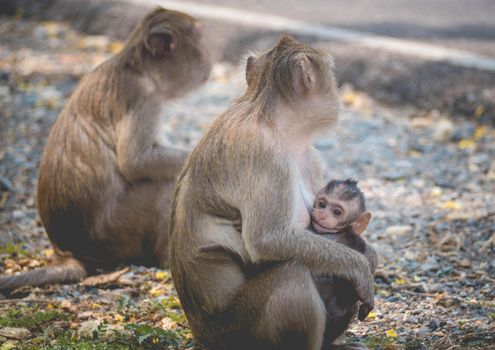 Mother and her baby monkey.  monkeys macaque in  Thailand, South east asia. happiness background concept.