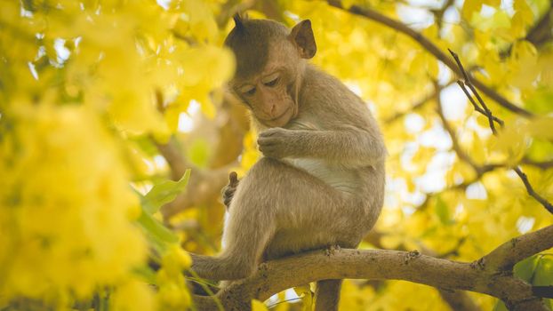 Portrait baby macaque on a Cassia fistula tree branch in  Thailand, South east asia. Yellow flowers of spring, happiness background concept.