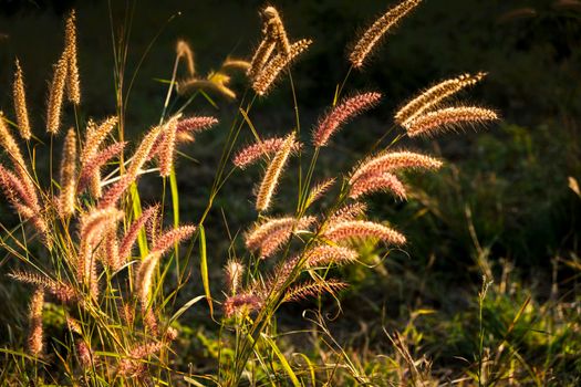 Soft focus wild Grass flower ,close up soft focus a little wild flowers grass in sunrise and sunset background warm vintage tone.