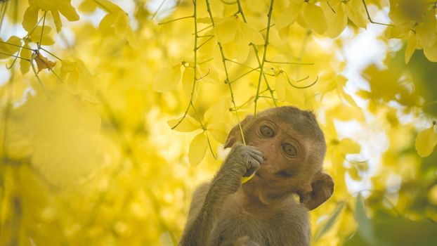 Portrait baby macaque on a Cassia fistula tree branch in  Thailand, South east asia. Yellow flowers of spring, happiness background concept.