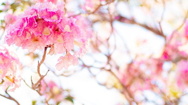 Selective focus soft light Beautiful Pink Trumpet flower or Tabebuia heterophylla