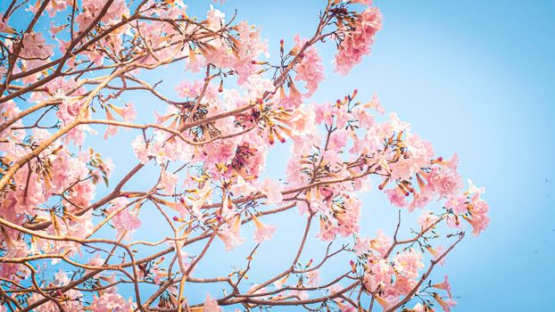 selective focus of pink flowers in bloom. Best spring Background blue sky