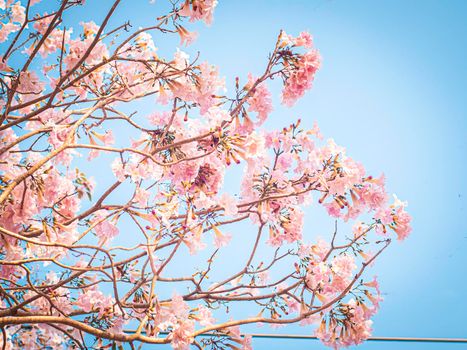selective focus of pink flowers in bloom. Best spring Background blue sky