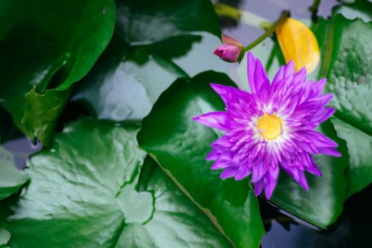 Violet Lotus Flower close up. Purple Flower, Close-up, Petals. Symbolic Meanings of the Lotus in Buddhism.