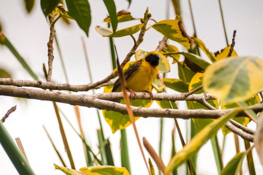 Asian Golden Weaver perching on grass stem in paddy field. Ploceus hypoxanthus bird in tropical forest