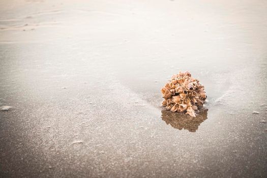 hermit crab Shell On Golden Beach abstract vacation travel adventure time.