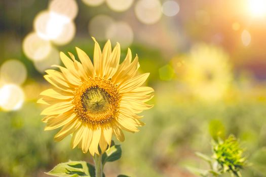 Close up of sunflower in a field, selective focus on blurred background. Summer and oil concept