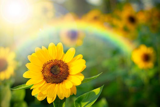 soft focus  sunflower with rainbow , selective focus on blurred background.