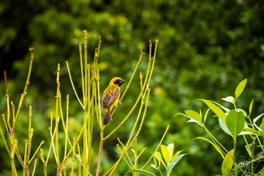 Asian Golden Weaver perching on grass stem in paddy field. Ploceus hypoxanthus bird in tropical forest