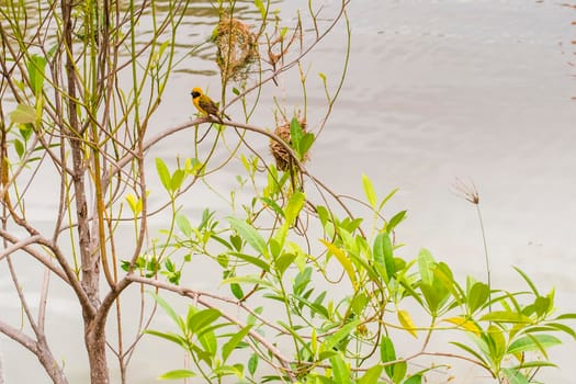 Asian Golden Weaver perching on grass stem in paddy field. Ploceus hypoxanthus bird in tropical forest
