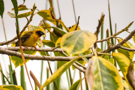 Asian Golden Weaver perching on grass stem in paddy field. Ploceus hypoxanthus bird in tropical forest